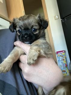 Chihuahua in Langhaar