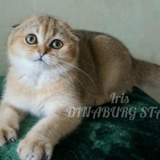 BKH kitten