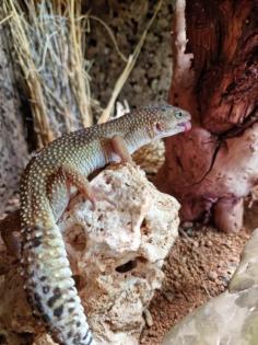 3 Leopardgeckos Terrarium