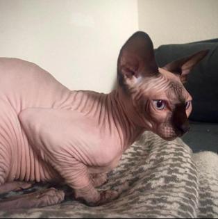 Sphynx-Katzenbabys vom Züchter