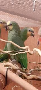 Venezuela amazone 1, 0