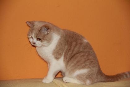 Süße BKH Katzen