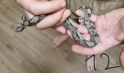 Boa constrictor Babys