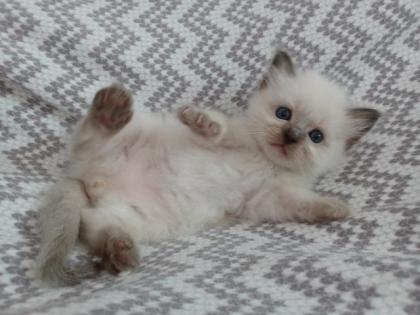 Heilige Birma Kitten