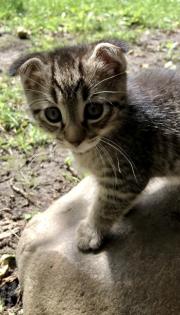 2 BKH Kitten 12 Wochen
