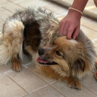 Nikki / Status sucht ein Zuhause