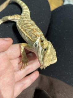 2 Bartagame Jungtiere inkl Terra