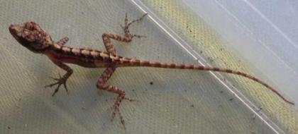 Anolis Oculatus Montanus