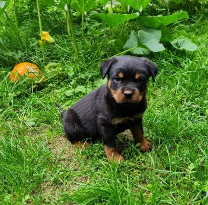 Rottweiler Herzen suchen passende Umfelder