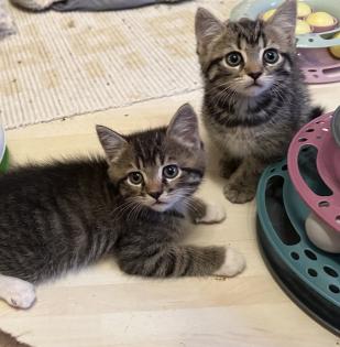 Süße verschmuste Britisch Kurzhaar, Britisch Langhaar und mix Kitten Katzenbabys aus liebevoller