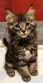 Maine Coon Kitten zum Knutschen