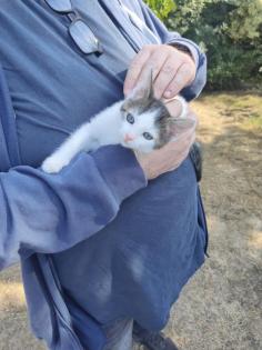 Kleine BKH-Mix Kitten