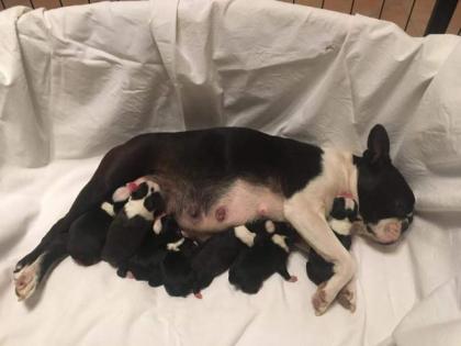 Boston Terrier Welpen - FCI
