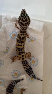 2 Leopardgecko Weibchen Terrarium