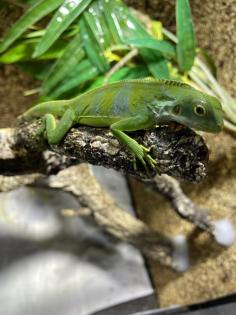 Fidschi Leguan / Brachylophus Fasciatus