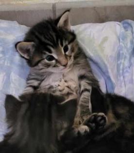 Norwegische Waldkatze Kitten/Baby