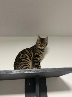 Bengal Paar Katze/Kater