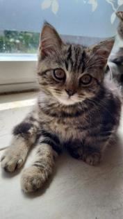 Verschmuste tabby Maincoon Kätzchen haben ihre koffer gepackt