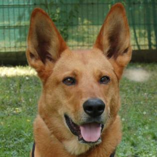 RED TEDDY - männlich 7 Jahre 69 cm 32. 7 kg Mix Gechipt Kastriert