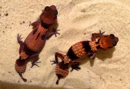 1. 1 Nephrurus cinctus, CB 2023 Wunderschönes Pärchen
