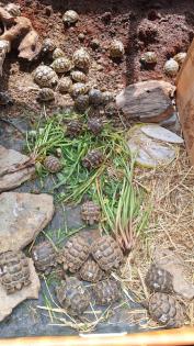 Maurische Landschildkröten