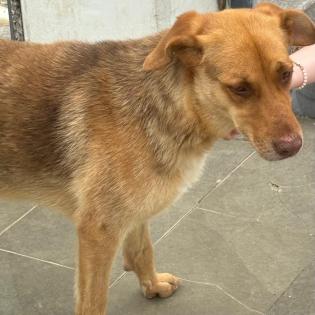 Balou / Status sucht ein Zuhause