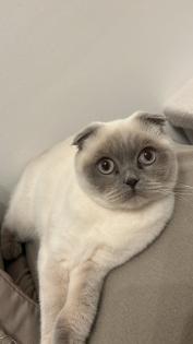 Katze in guten Händen abzugeben
