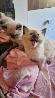 Edelmix und Ragdoll suchen bald ein neues Zuhause