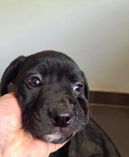 Old english bulldog-Red Fox Labrador welpen
