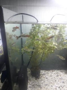 Ender Guppys in guten Händen geben