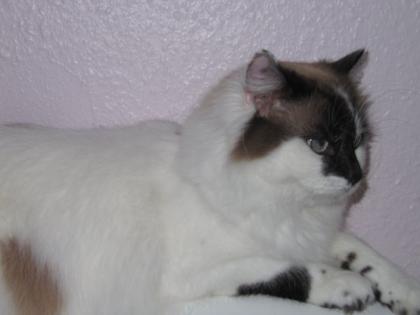 D-Ebow Mainecoon sucht eine neue Familie
