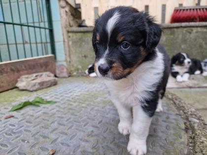 Australian Shepherd Welpen