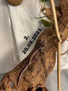 Höckerkopfgeckos
