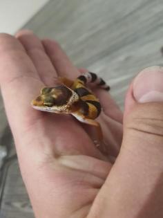 Nachzuchten Leopardgeckos