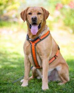 MR. SAM - Labrador - männlich 4 Jahre 58 cm 34 kg Gechipt Kastriert