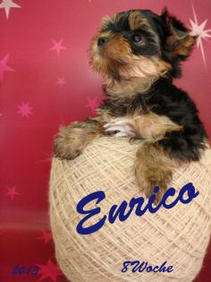 Yorkshire Terrier Welpen Rüden