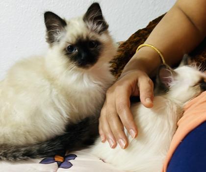 Heilige Birma Kitten Kater Katze
