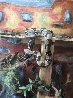Boa Constrictor Imperator