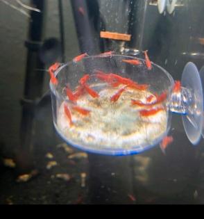Red Fire Garnelen Neocaridina Aquarium Rote Garnele einfach