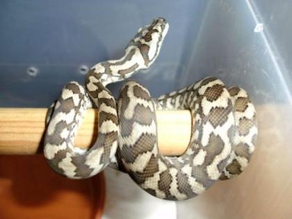 Morelia spilota regular jaguar