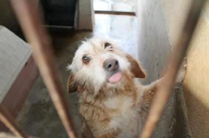 Gina - kleine Fusselbürste sucht großes Kuschelkissen