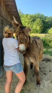Lama Hengst und Esel Hengst