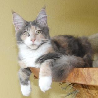 Wunderschöne Maine Coon Babys abzugeben