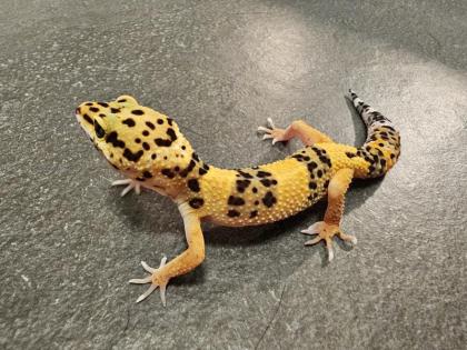 Biete Leopardgecko Nachzuchten 2023 und 2022 Eublepharis macularius bei Hamburg an