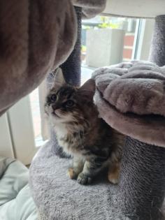 Maine Coon Kitte XXL abholbereit