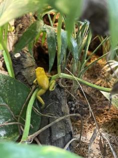 Verschenke 1 Schreckliche Pfeilgiftfrosch Phyllobates terribilis und 1 Färberf