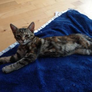 2 Katzenbabys, 12 Wochen, Weibchen und Junge