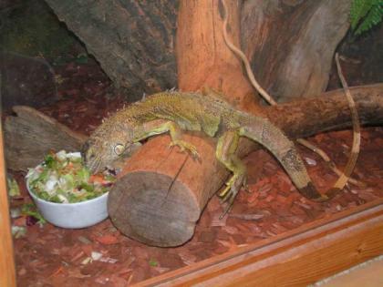 Iguana Iguana-Weibchen