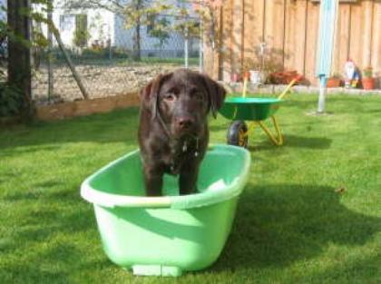 Labrador Retriever Welpen chocobraun