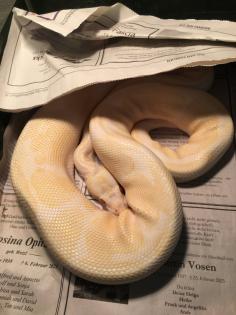1. 0. 0 Königspython Albino